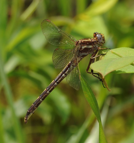 Female
2010_05_13_Oconee_SC_Rabun_GA